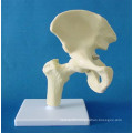 Human Hip Joint Skeleton Model Made in China (R020918)